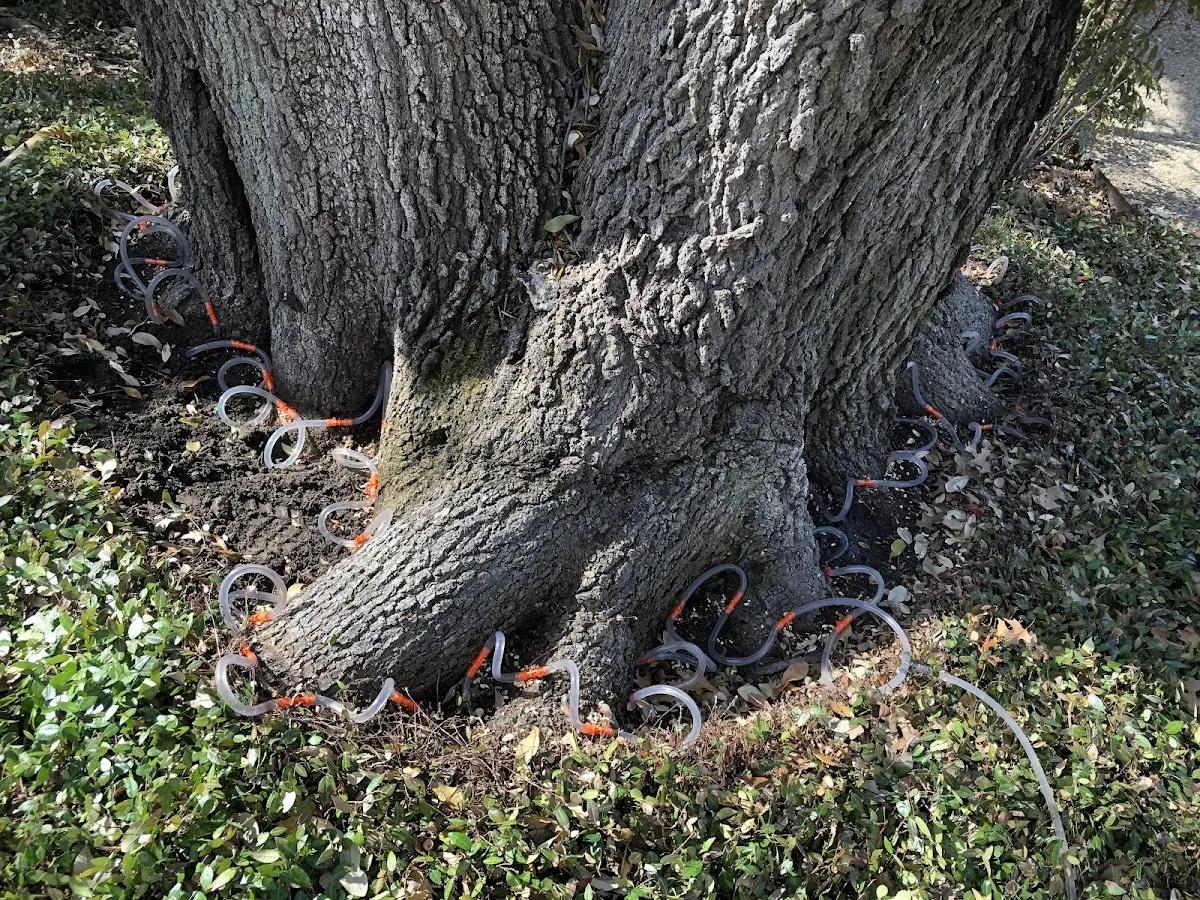 Detailed Tree Cabling and Bracing job site in Greensburg